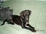 Blanding af racer Bella  R.I.P