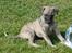 Whippet Piper - Piper 5 uger