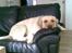 Labrador retriever Grøffe
