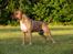 Amerikansk staffordshire terrier   - AA Bandit of G-A