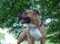 Amerikansk staffordshire terrier   - AA Bandit of G-A