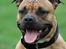 Amerikansk staffordshire terrier   - AA Bandit of G-A - Se lækker ud for en 5´er 8o)