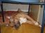Amerikansk staffordshire terrier   - AA Bandit of G-A - Men gulvet er nu også godt..