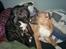 Amerikansk staffordshire terrier   - AA Bandit of G-A - Min bedste homie - du skal da ha en slasker!