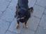 Chihuahua Pølse
