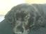 Cocker spaniel Felix