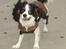 Cavalier king charles spaniel Lundholms Arnold - Der kan godt være lidt koldt ved Grenen, derfor har jeg min fine "jakke" på