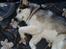 Alaskan malamute Mojo   - Uhm... sneg mig lige ind i sengen for at få en lur..