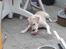 Labrador retriever Thor - Mit kød ben 