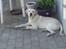 Labrador retriever Thor - Det er min pind som jeg fandt på vores morgen tur