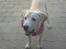 Labrador retriever Thor - Jeg kan ikk finde mit legetøj hvor mon det er henne