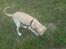 Labrador retriever Thor - Kom nu frem