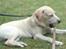Labrador retriever Thor - Må jeg få den med in den er god og tygge i