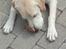 Labrador retriever Thor - Lige ved og smage på et grisse øre som mor og far havde købt