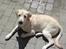 Labrador retriever Thor - Lige kommet hjem fra stranden så nu må jeg ligge og tøre lidt i solen