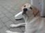 Labrador retriever Thor - Det er alt for varmt må ligge lidt og slappe af i skyggen