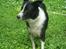 Border collie Spot - R.I.P 18/5 2010 - 1. I skoven 2010 