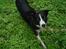 Border collie Spot - R.I.P 18/5 2010 - 2. Spot sommer 09 