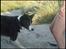 Border collie Spot - R.I.P 18/5 2010 - 3. Leger med sandet