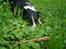Border collie Spot - R.I.P 18/5 2010 - 4. Spot i skoven. 2010
