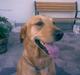 Labrador retriever FINDUS