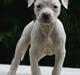 Amerikansk staffordshire terrier zippo