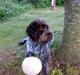 Ruhåret hønsehund Snedker´s Calli