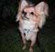 Chihuahua speddy
