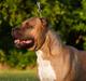 Amerikansk staffordshire terrier   - AA Bandit of G-A