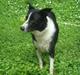 Border collie Spot - R.I.P 18/5 2010