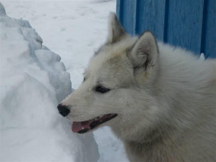 Grønlandshund Bamse *Død* billede 4