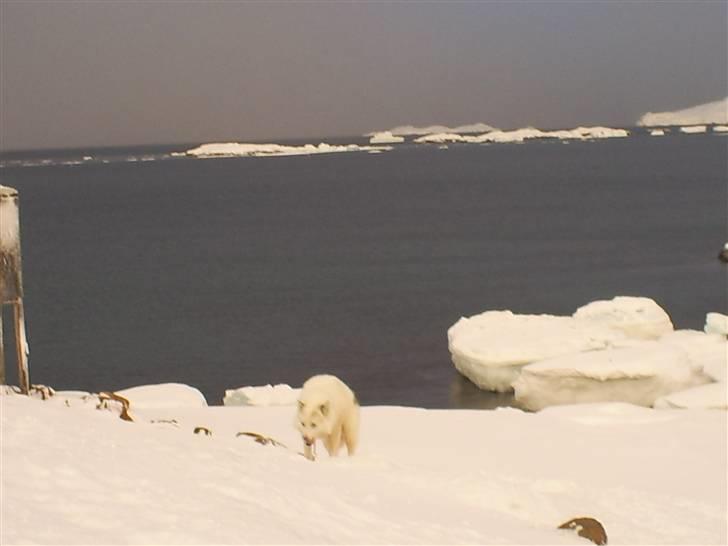 Grønlandshund Bamse *Død* billede 5