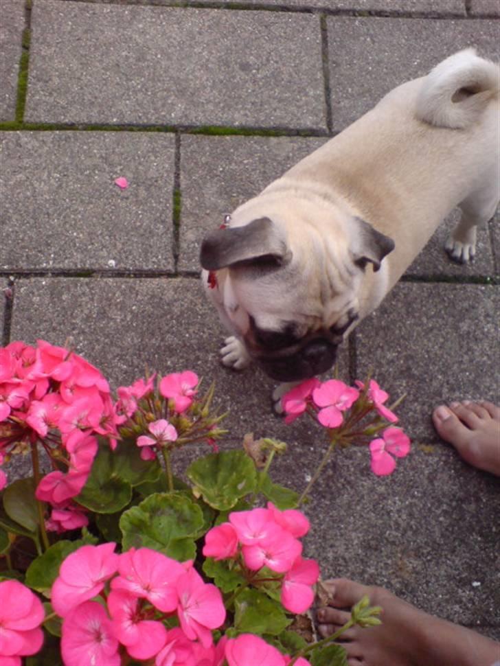 Mops beauty - elske at spise blomster mm ;-D billede 9