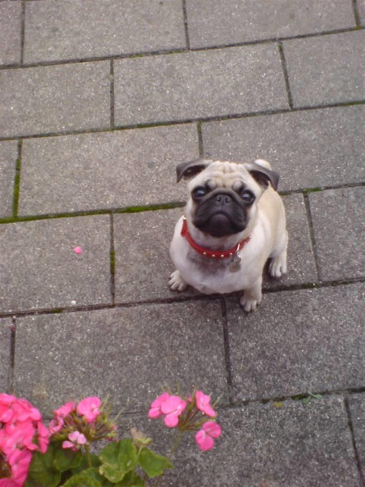 Mops beauty - jeg sætter mig ned når mor siger det.:-) billede 10