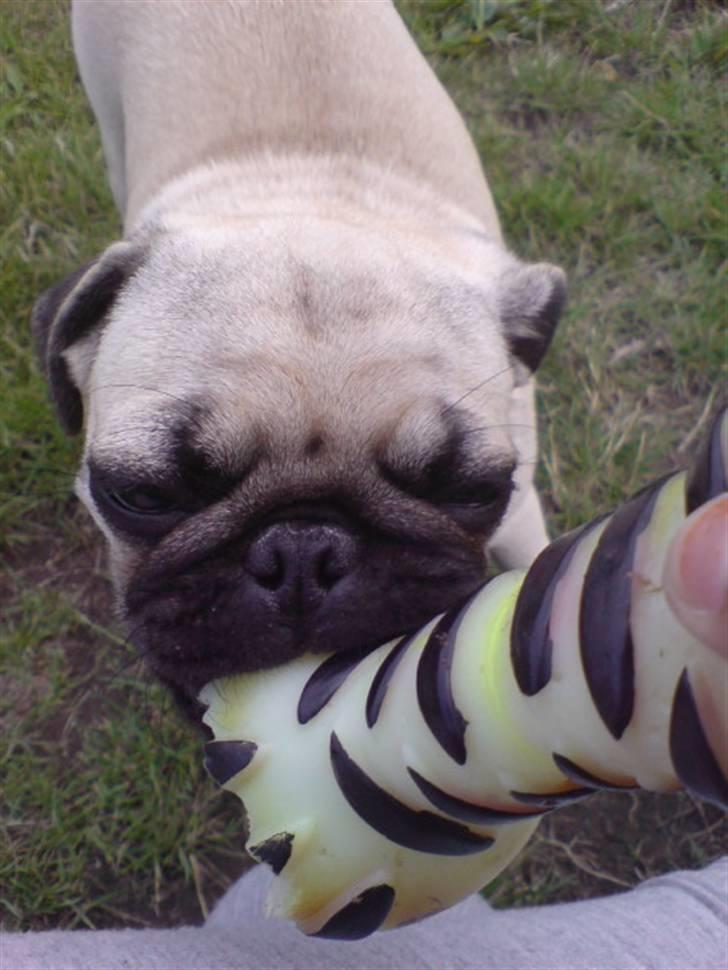 Mops beauty - leger lige lidt med mor..;-) billede 11