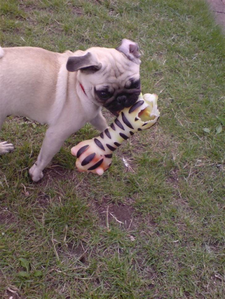 Mops beauty - jeg kan godt lide at drille mor engang imellem..:-D billede 12