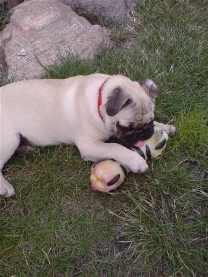 Mops beauty billede 13