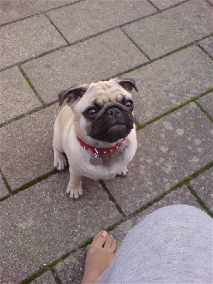 Mops beauty billede 14