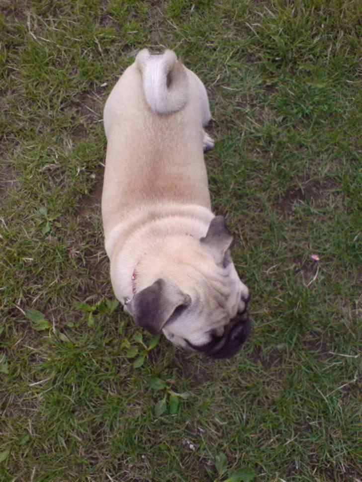 Mops beauty billede 15