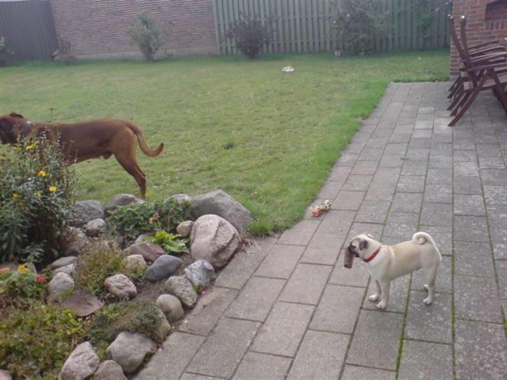 Mops beauty - mig og rollo:-D billede 16