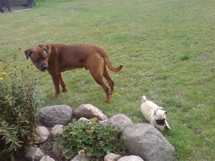 Mops beauty billede 17