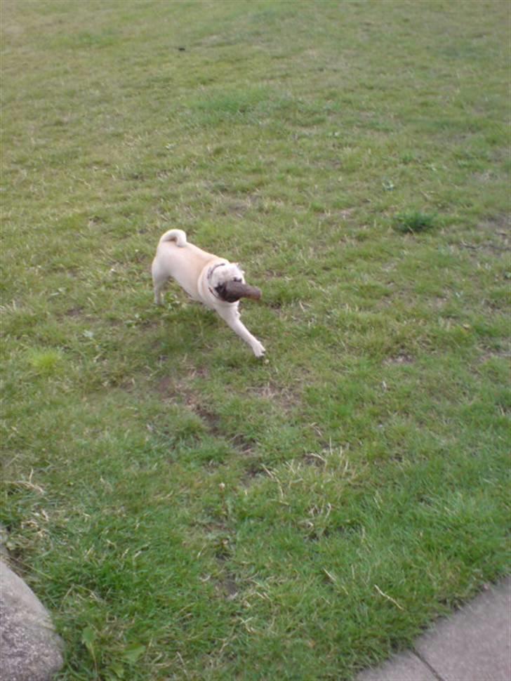 Mops beauty - jamen hej mor:-) billede 18