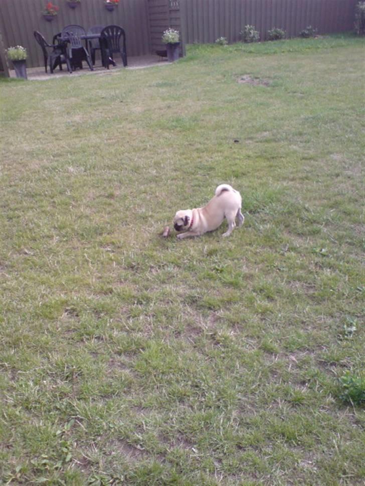 Mops beauty billede 19