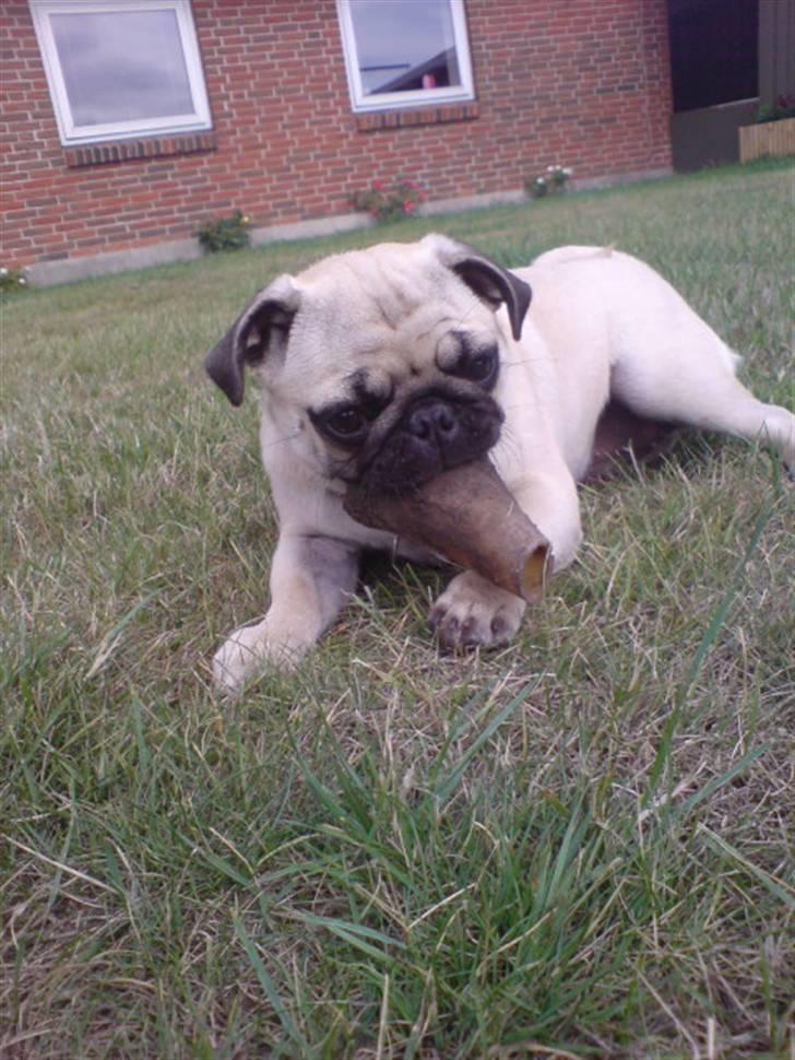 Mops beauty - elsker dig rigtig MEGET Beauty:-* billede 20