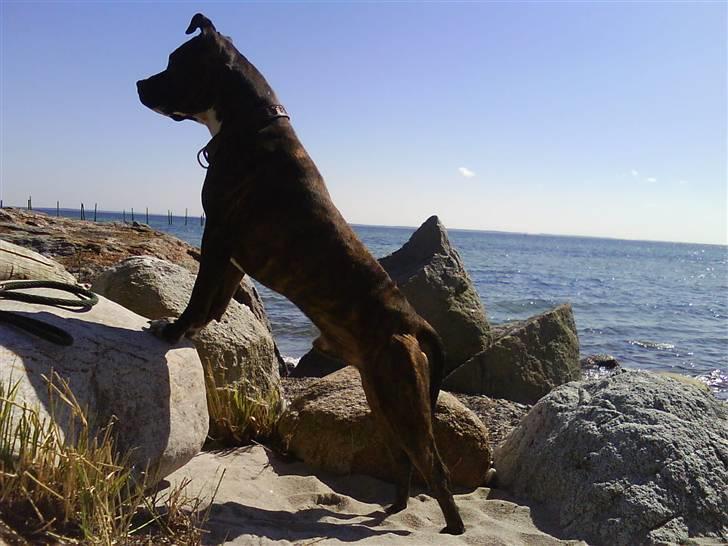 Amerikansk staffordshire terrier Dingo billede 6