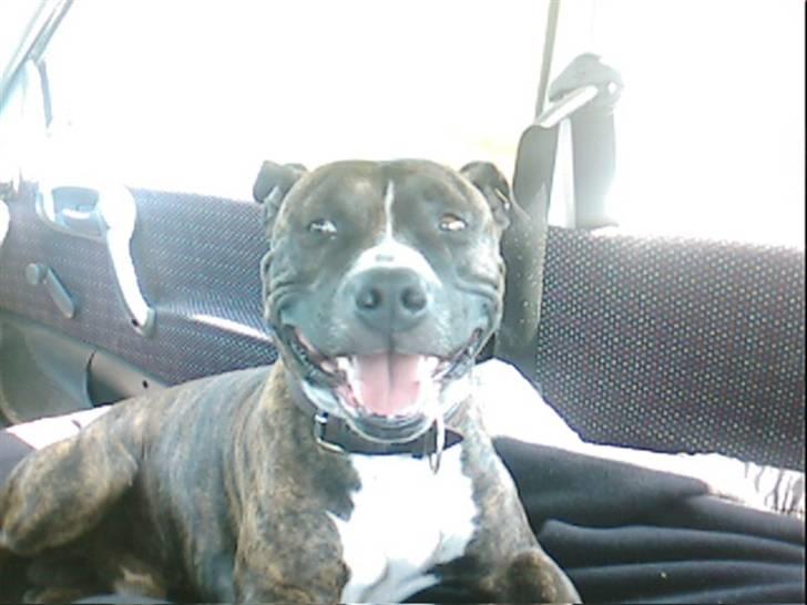 Amerikansk staffordshire terrier Dingo billede 7