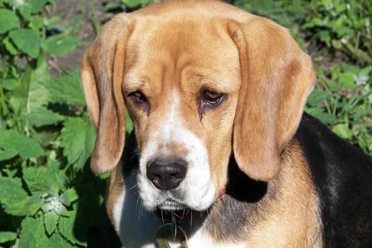 Beagle Mille billede 16