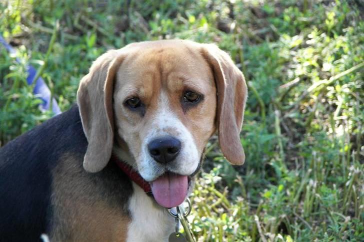 Beagle Mille billede 17