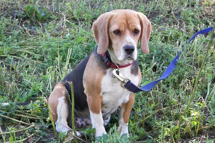 Beagle Mille billede 18