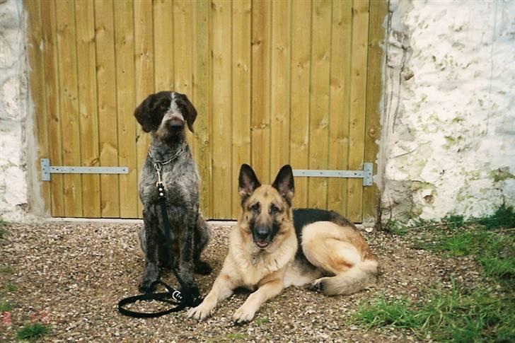 Schæferhund Air-Go Banja billede 8